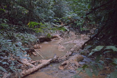 High angle view of trees and plants in forest