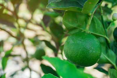 Green lime on tree in farm.