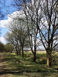 Bare trees on grassy field