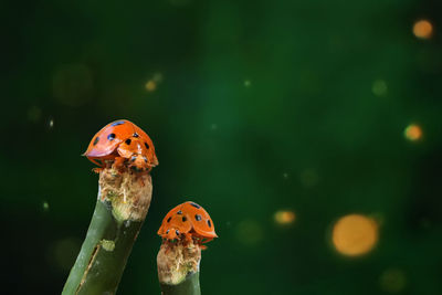 Close-up of ladybug on leaf