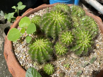 High angle view of potted plants