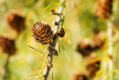 Close-up of pine cone