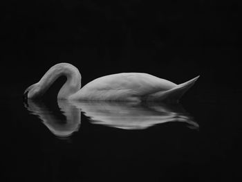 Close-up of swan swimming in lake