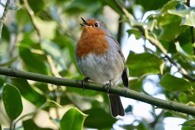 Bird perching on a branch