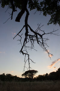 Low angle view of silhouette tree against sky at sunset