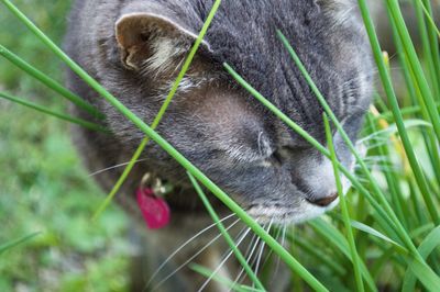 Close-up of cat eating grass