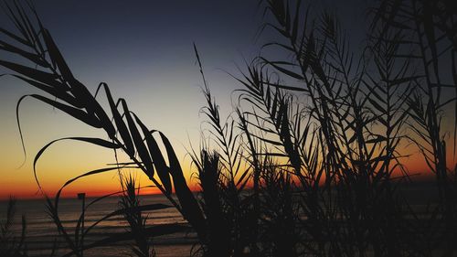 Silhouette plants against sky during sunset