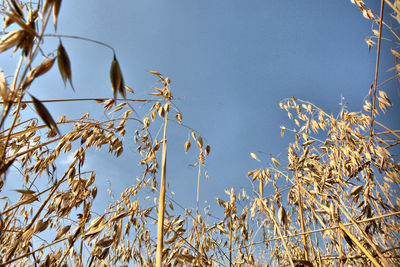 Low angle view of plants against clear blue sky