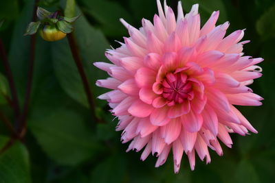 Close-up of pink dahlia flower