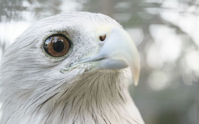 Close-up of eagle