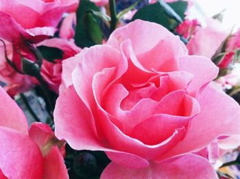 Close-up of pink rose