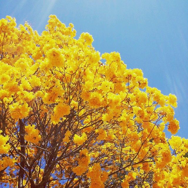 yellow, flower, low angle view, clear sky, growth, tree, branch, beauty in nature, freshness, nature, season, fragility, blossom, autumn, sky, in bloom, change, blooming, blue, tranquility