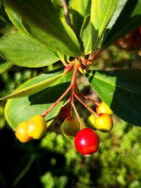 Close-up of cherries growing on tree