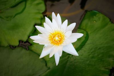 Directly above shot of lotus water lily blooming in pond