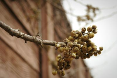 Low angle view of berries against wall