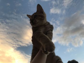 Low angle view of hand holding cat against sky
