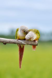 Birds perching on branch