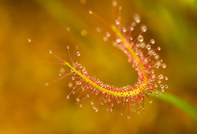 Close-up of wet plant