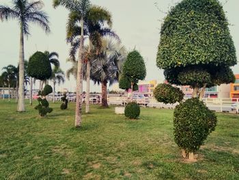 Palm trees in park against sky