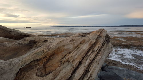 Driftwood at beach against sky during winter