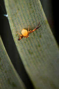 Close-up of insect on leaf