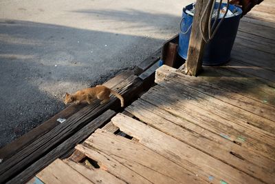 Cat running on wooden planks 