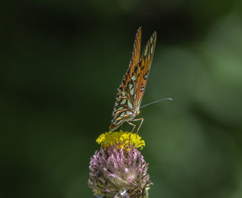 Close-up of butterfly on purple flower