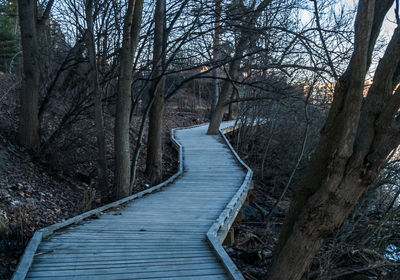 Scenic view of forest