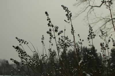 Plants growing on field against clear sky