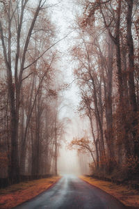 Road amidst trees in forest