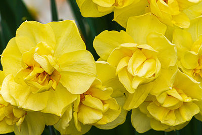 Close-up of yellow flowering plant