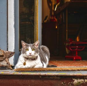 Portrait of cat sitting