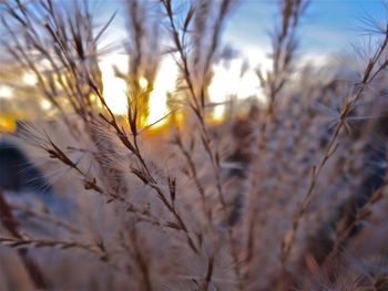 Plants growing on field against sky