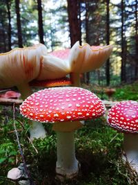 Close-up of fly agaric mushroom