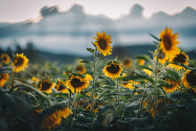 Close-up of yellow flowering plant on field