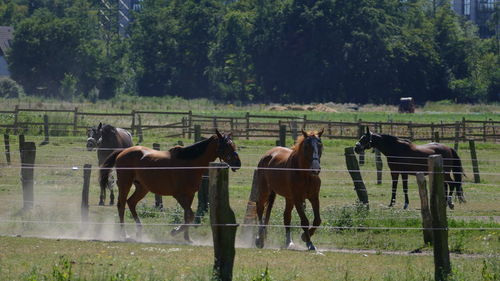 Horses standing in ranch