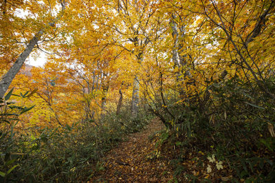 View of autumnal trees in forest