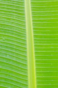 Full frame shot of green leaves