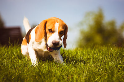 Dog looking away on field