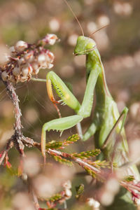 Close-up of insect on plant