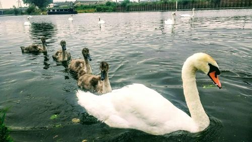 Close-up of swan floating on lake