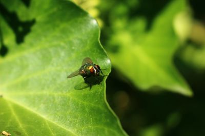 Close-up of insect on leaf