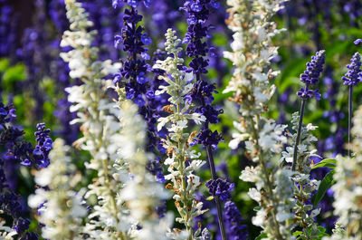 Close-up of lavender flowers blooming outdoors