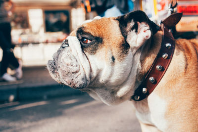 Close-up portrait of dog