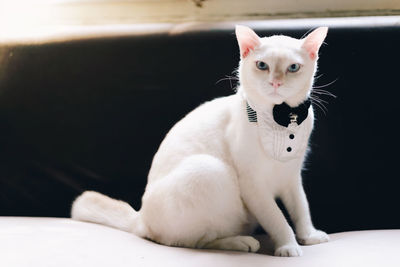 Portrait of white cat