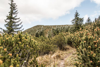 Plants growing on land against sky