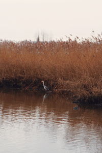 View of bird in lake