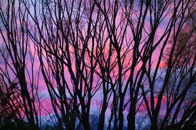 Low angle view of silhouette trees against sky at dusk