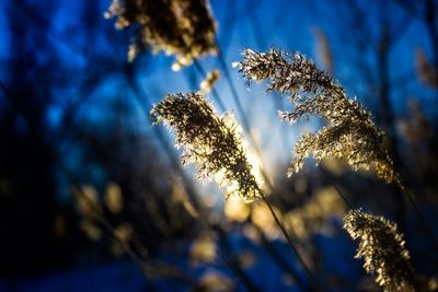 Close-up of flowers against sky