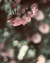 Close-up of pink cherry blossom